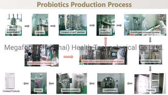 식품 등급 건강 보조 식품 Lactobacillus Paracasei Probiotics Powder