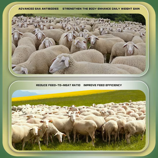 Factory Direct Sales Bacillus Subtilis Sales Excellent Probiotics