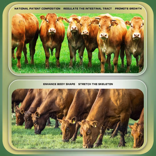 Factory Direct Sales Bacillus Subtilis Sales Excellent Probiotics